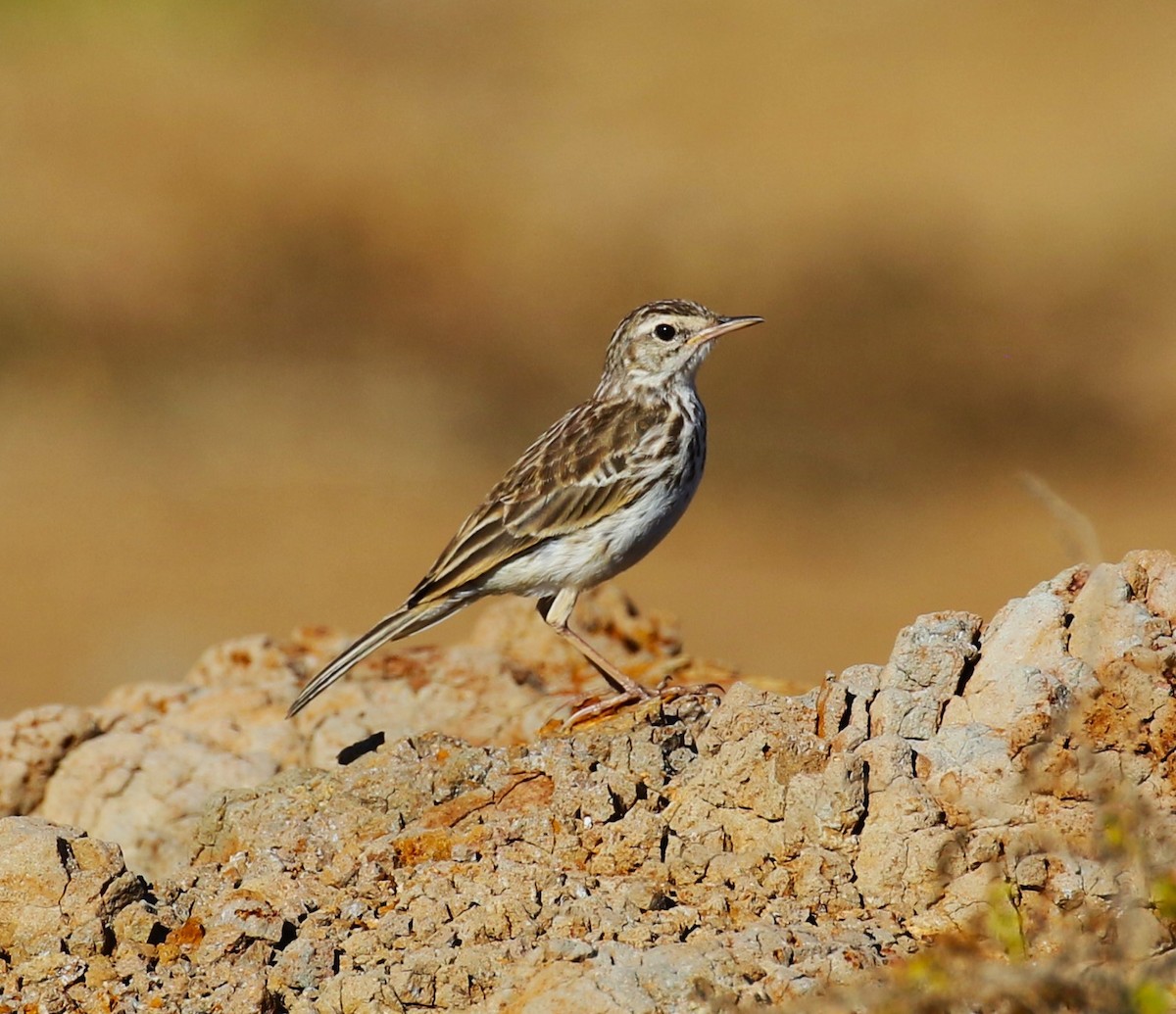 Berthelot's Pipit - ML622963603