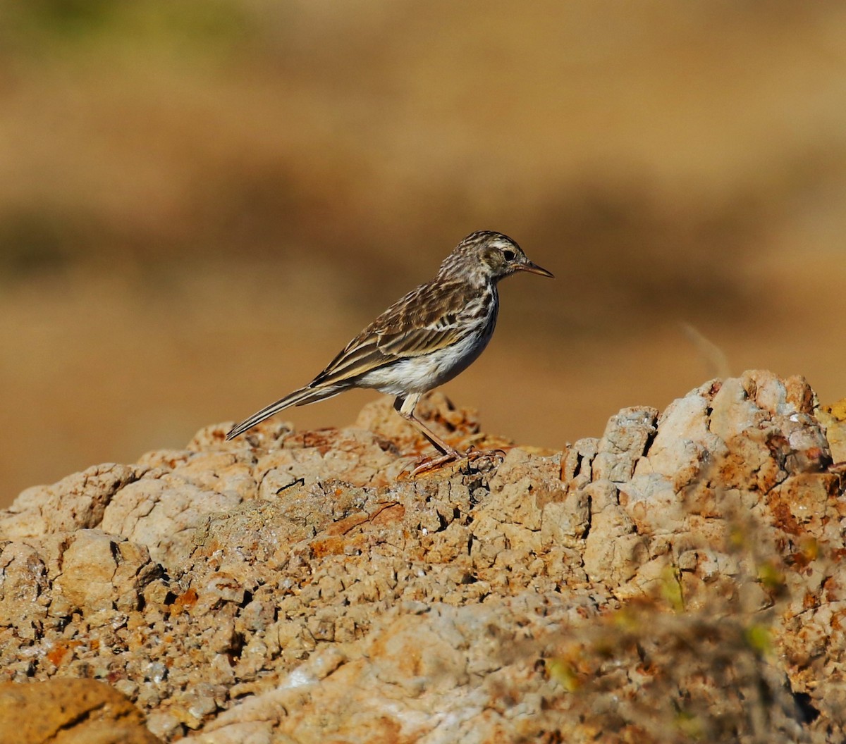 Berthelot's Pipit - ML622963604