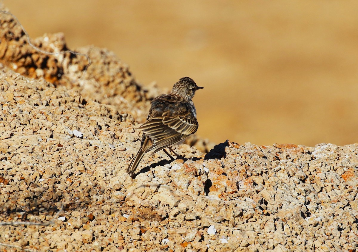 Berthelot's Pipit - ML622963605
