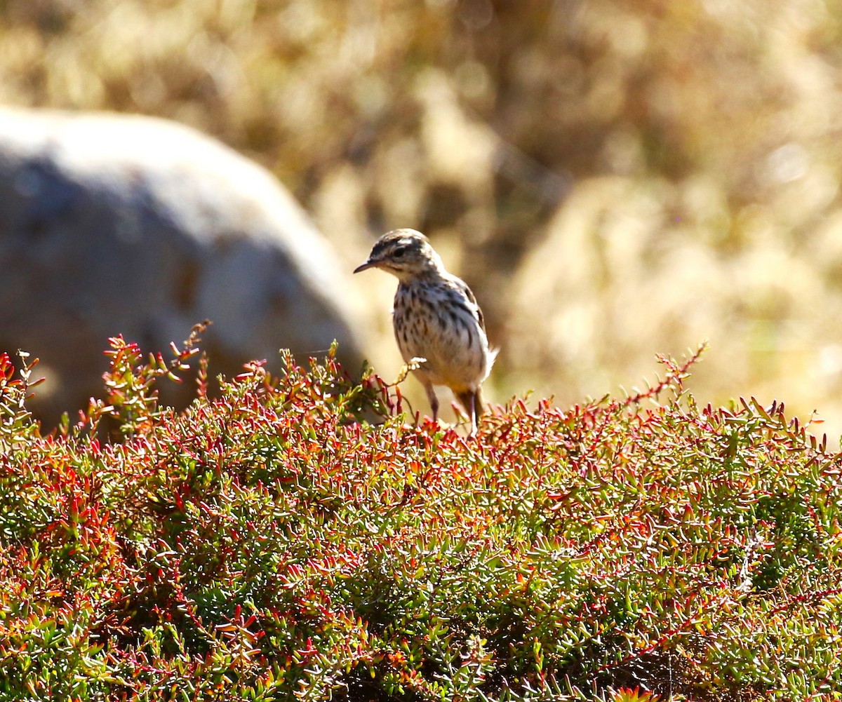 Berthelot's Pipit - ML622963606