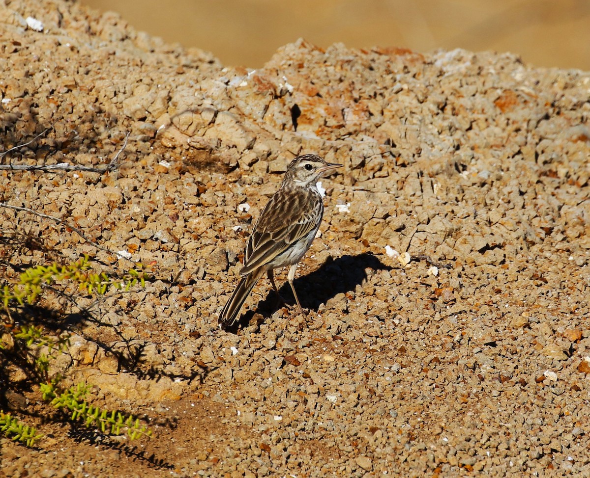 Berthelot's Pipit - ML622963607