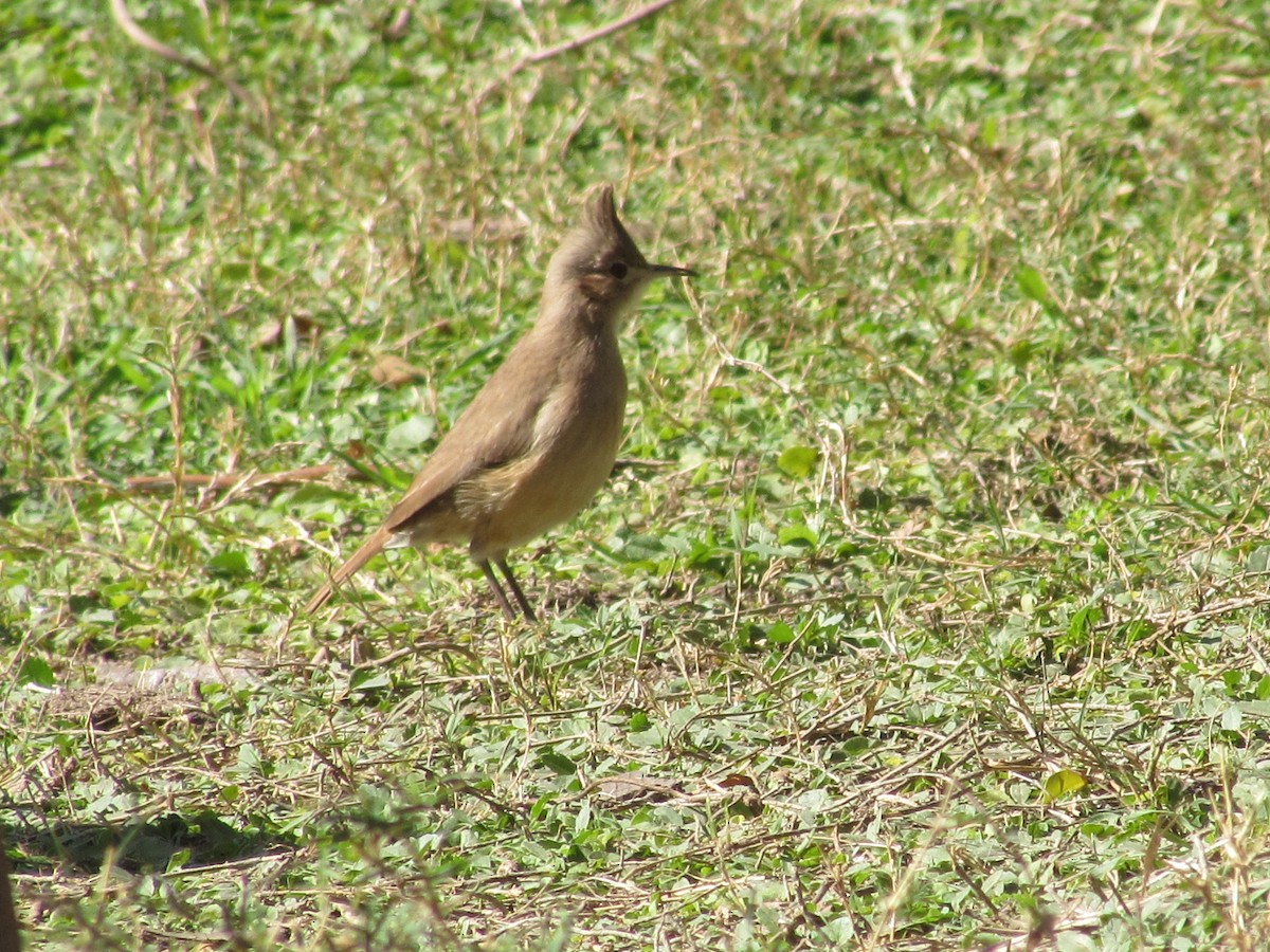 Crested Hornero - ML622963636