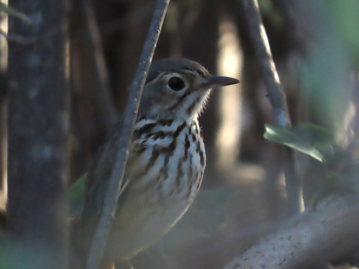 White-browed Antpitta - ML622963656