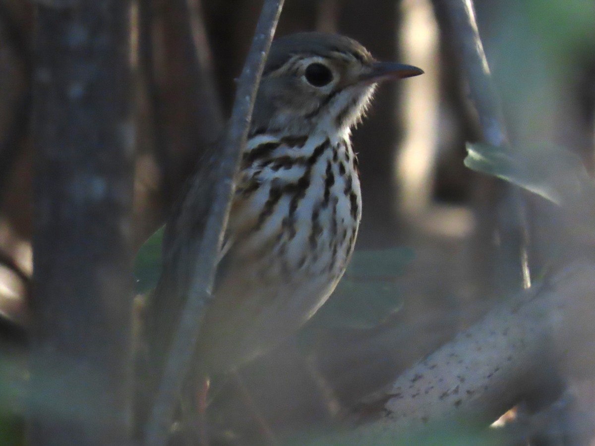 White-browed Antpitta - ML622963673