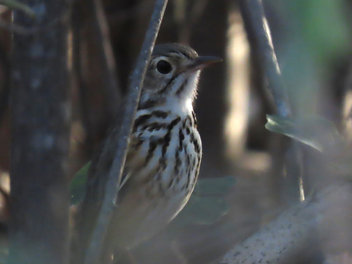 White-browed Antpitta - ML622963677