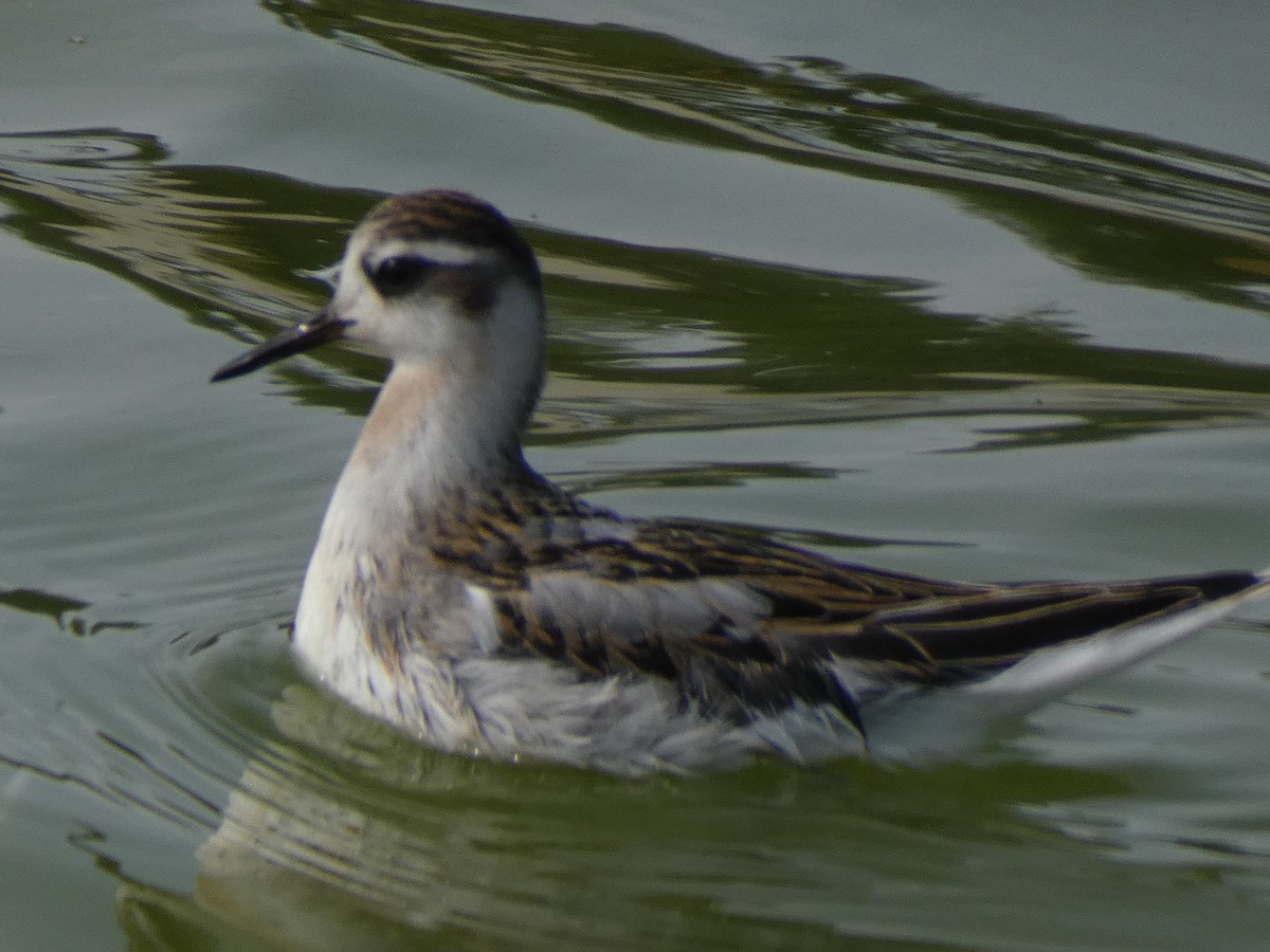 Phalarope à bec large - ML622963678