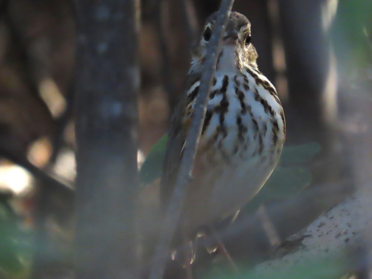 White-browed Antpitta - ML622963681