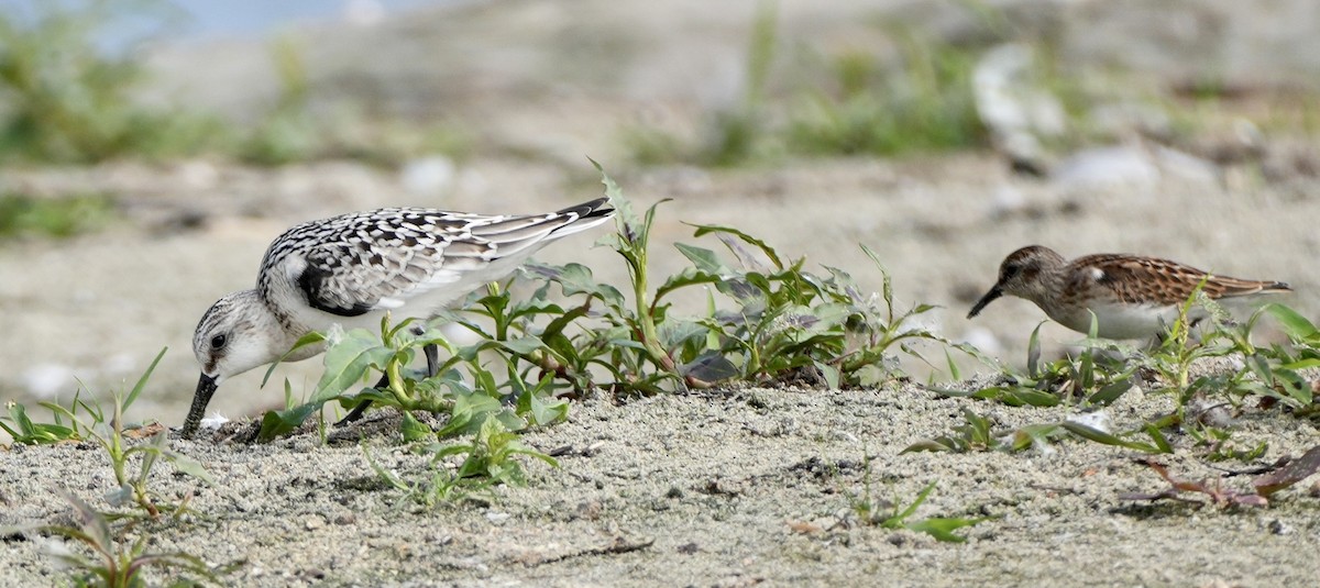 Sanderling - Clem Nilan