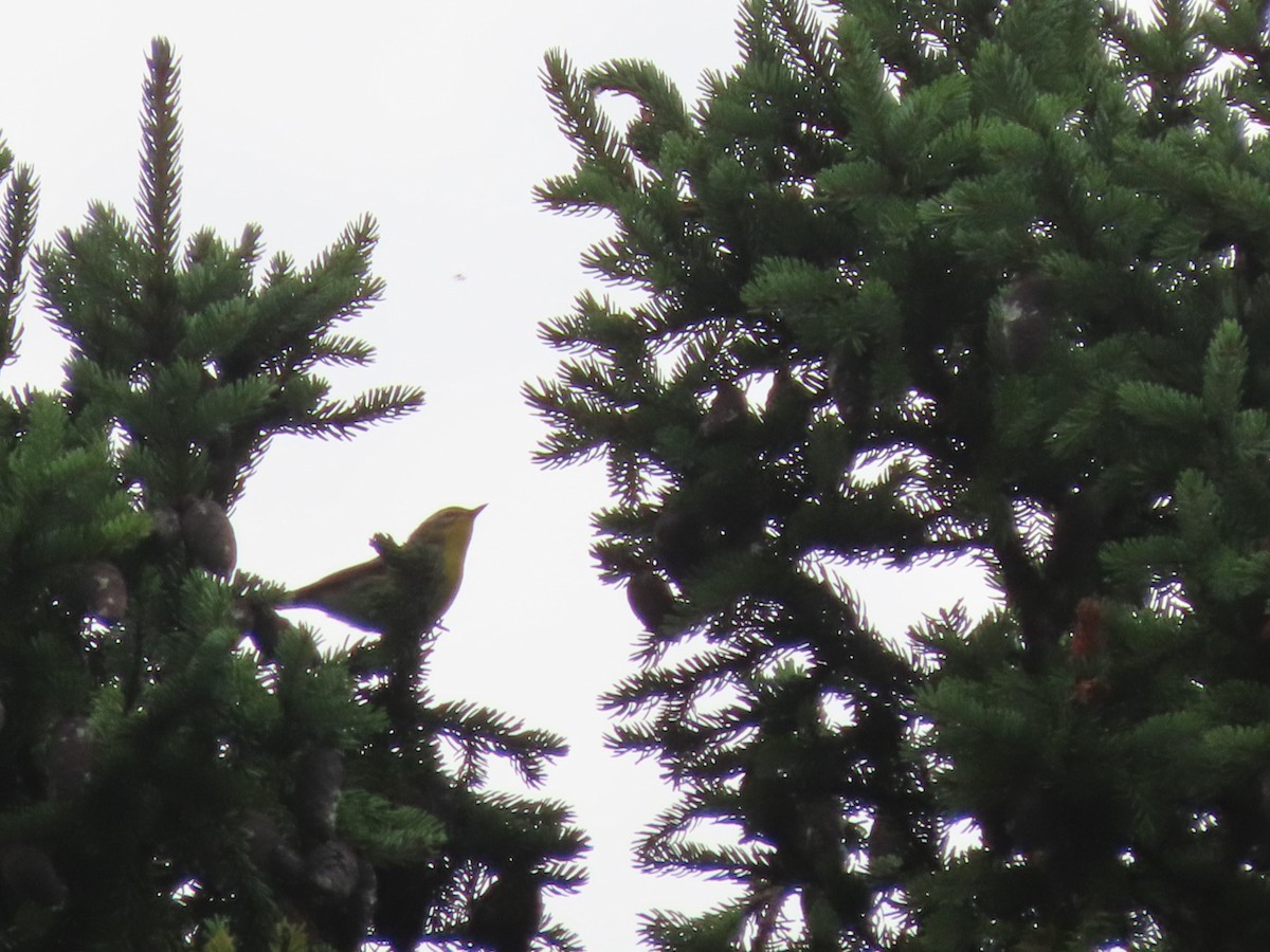 Blackburnian Warbler - ML622963752