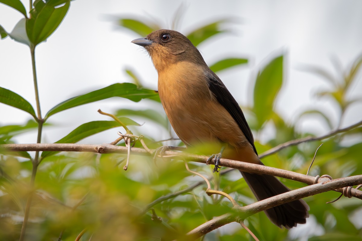 Black-goggled Tanager - ML622963779