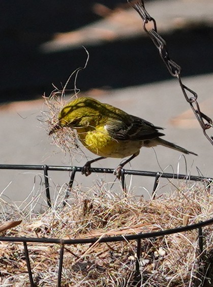 Pine Warbler - ML622963791