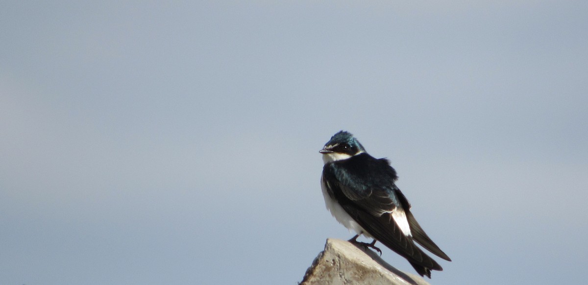 White-rumped Swallow - ML622963806