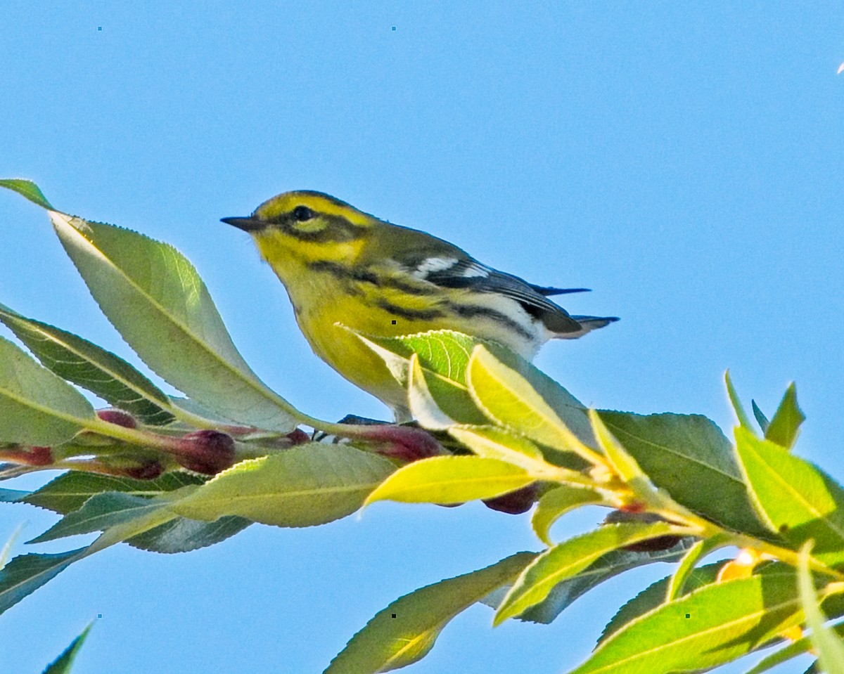 Townsend's Warbler - Frank Letniowski