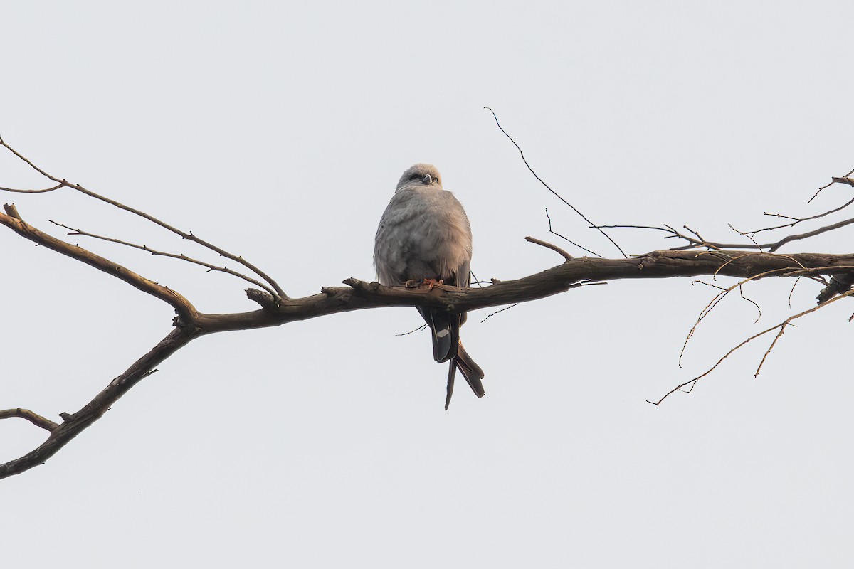 Schwebebussard - ML622963881