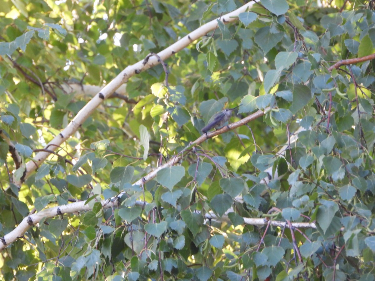 Anna's Hummingbird - ML622963982