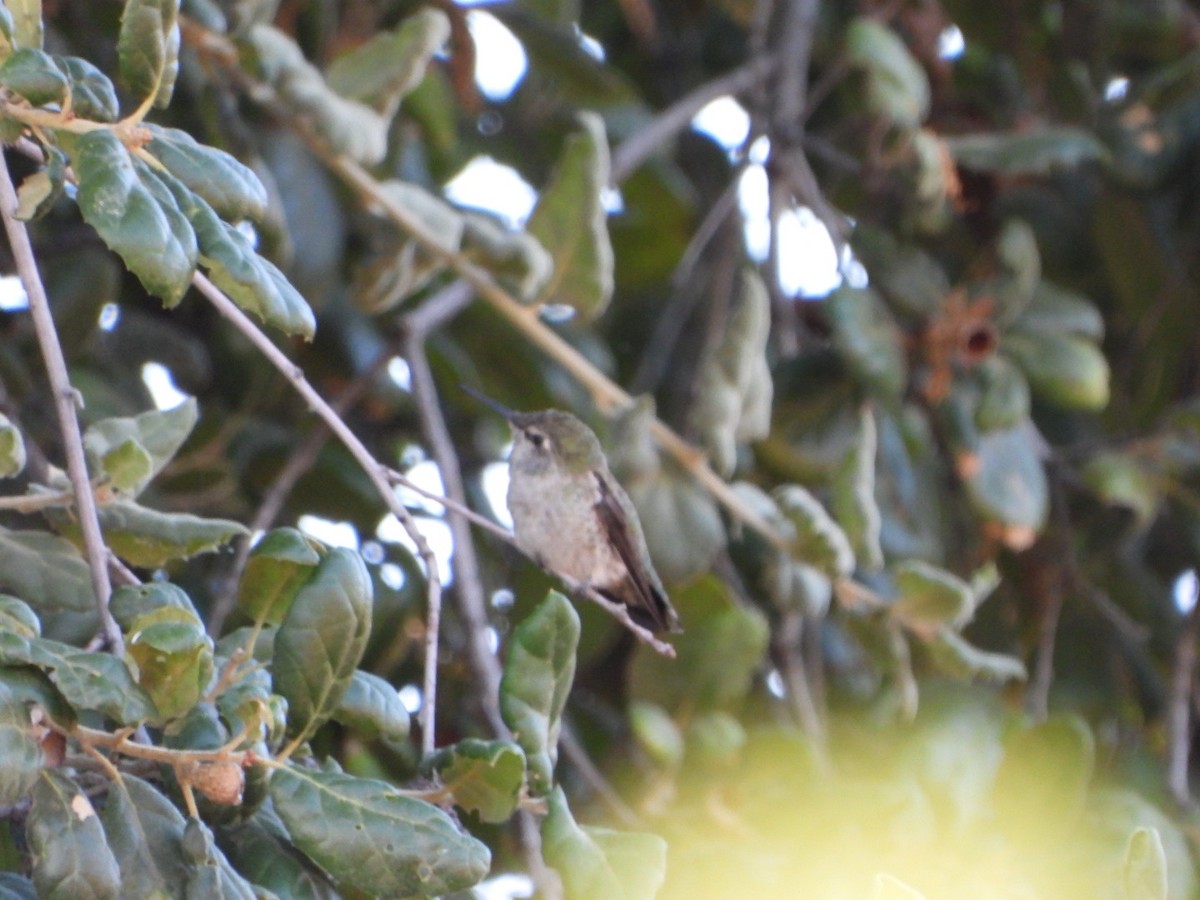 Anna's Hummingbird - ML622963983