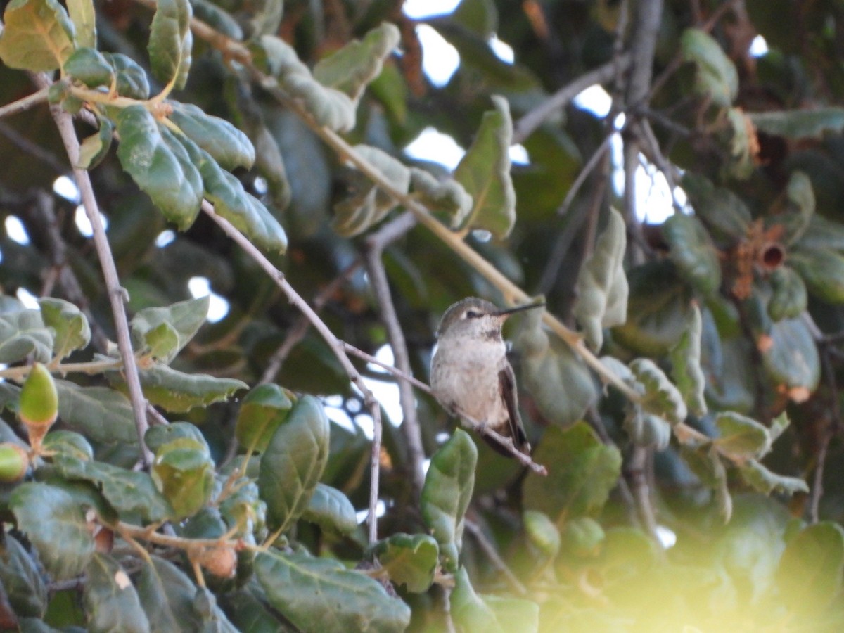 Anna's Hummingbird - ML622963984