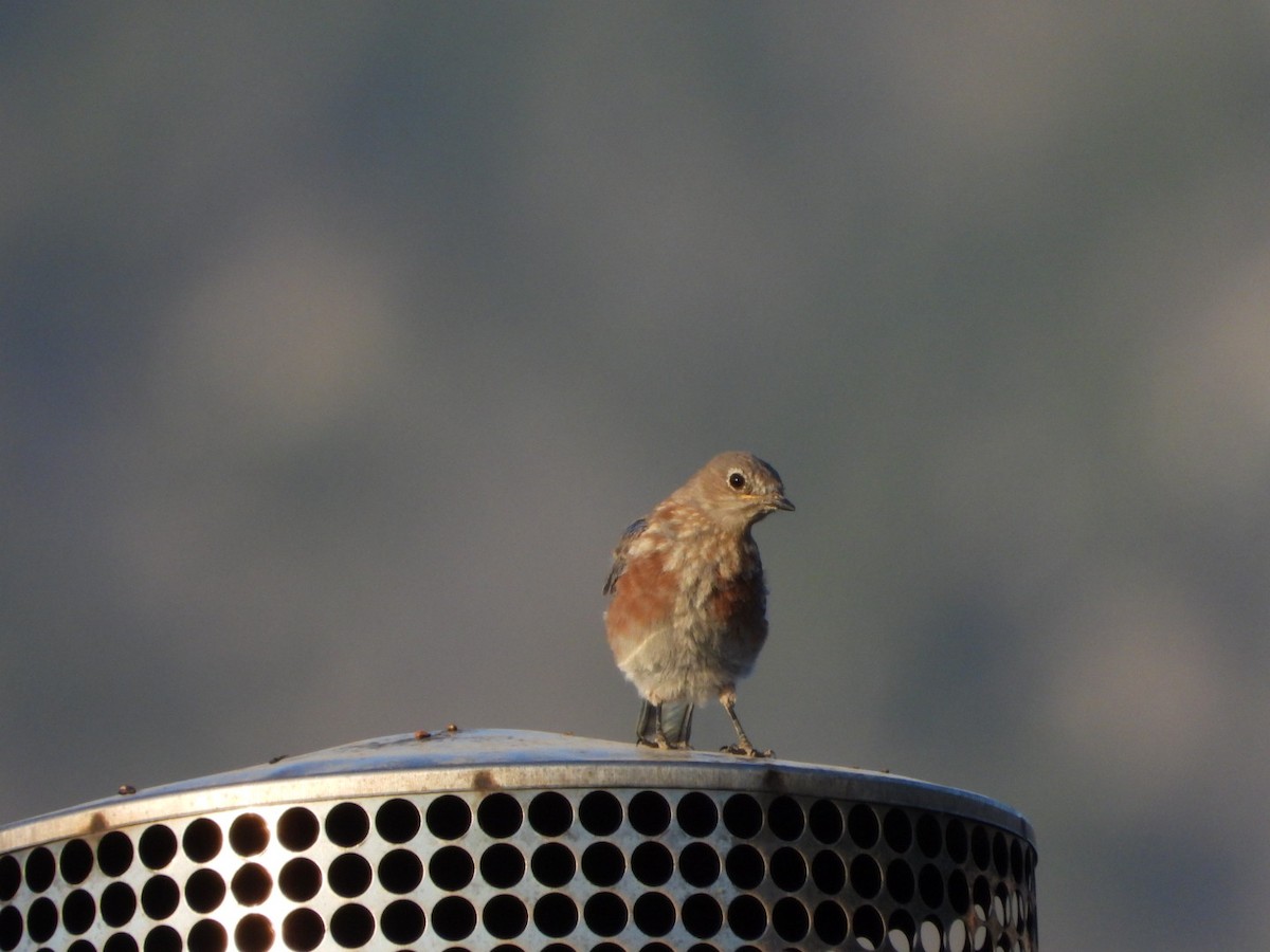 Western Bluebird - ML622963997