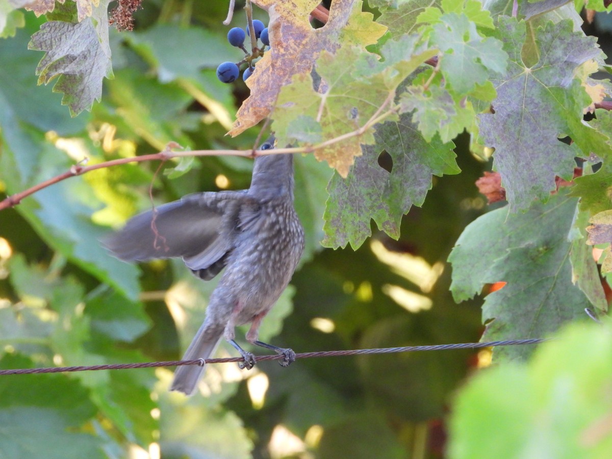 Western Bluebird - ML622963998