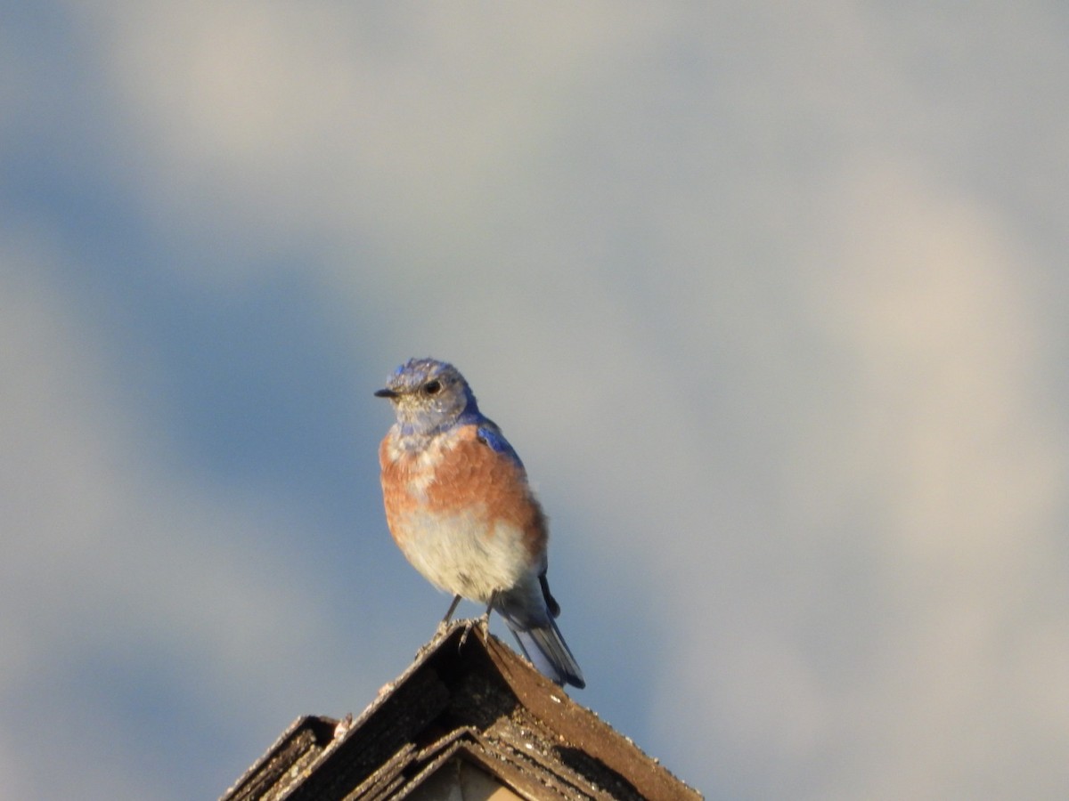 Western Bluebird - ML622963999