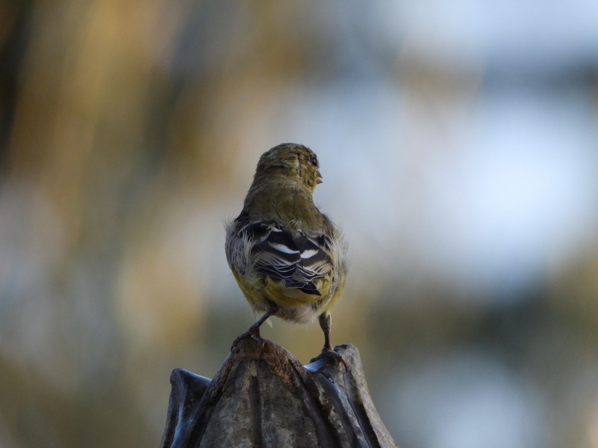 Lesser Goldfinch - ML622964008