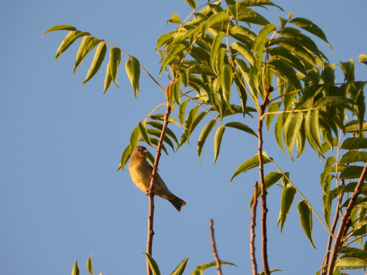 Lesser Goldfinch - ML622964009