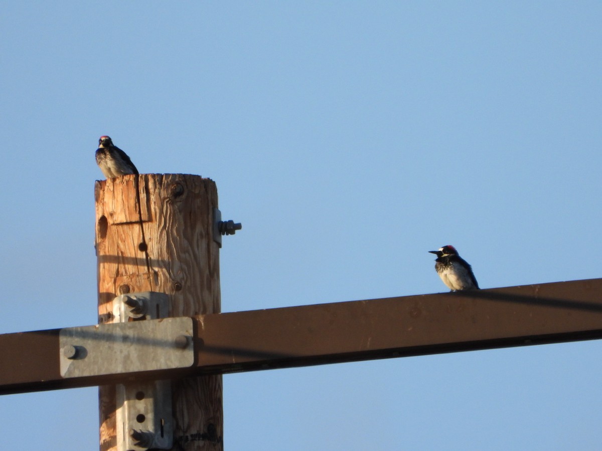 Acorn Woodpecker - Patrick Heeney