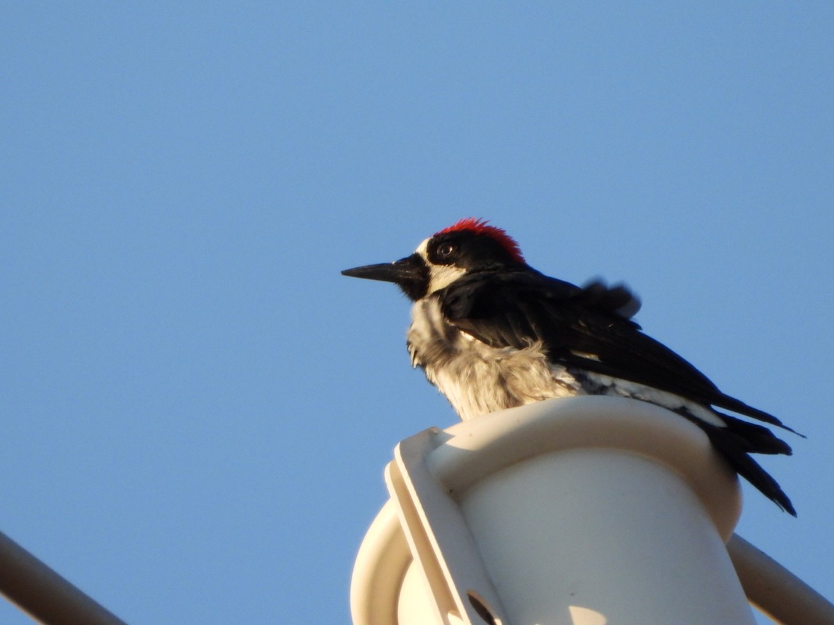 Acorn Woodpecker - ML622964033