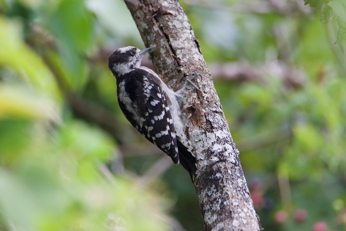 Downy/Hairy Woodpecker - ML622964040