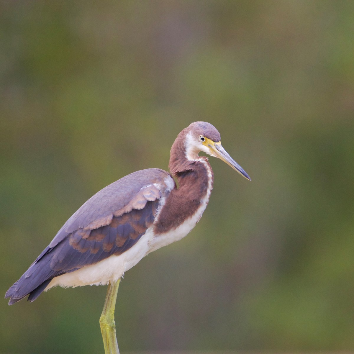 Tricolored Heron - ML622964042