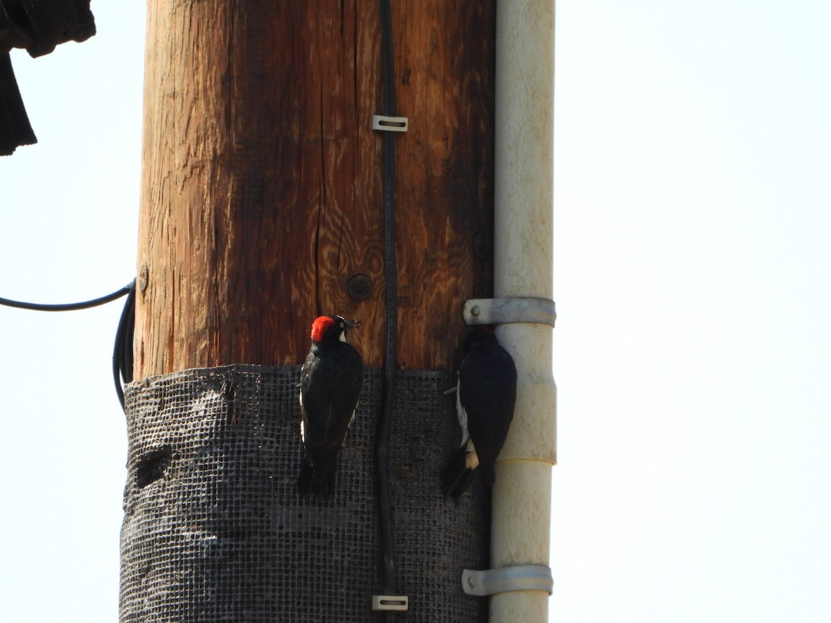 Acorn Woodpecker - ML622964045