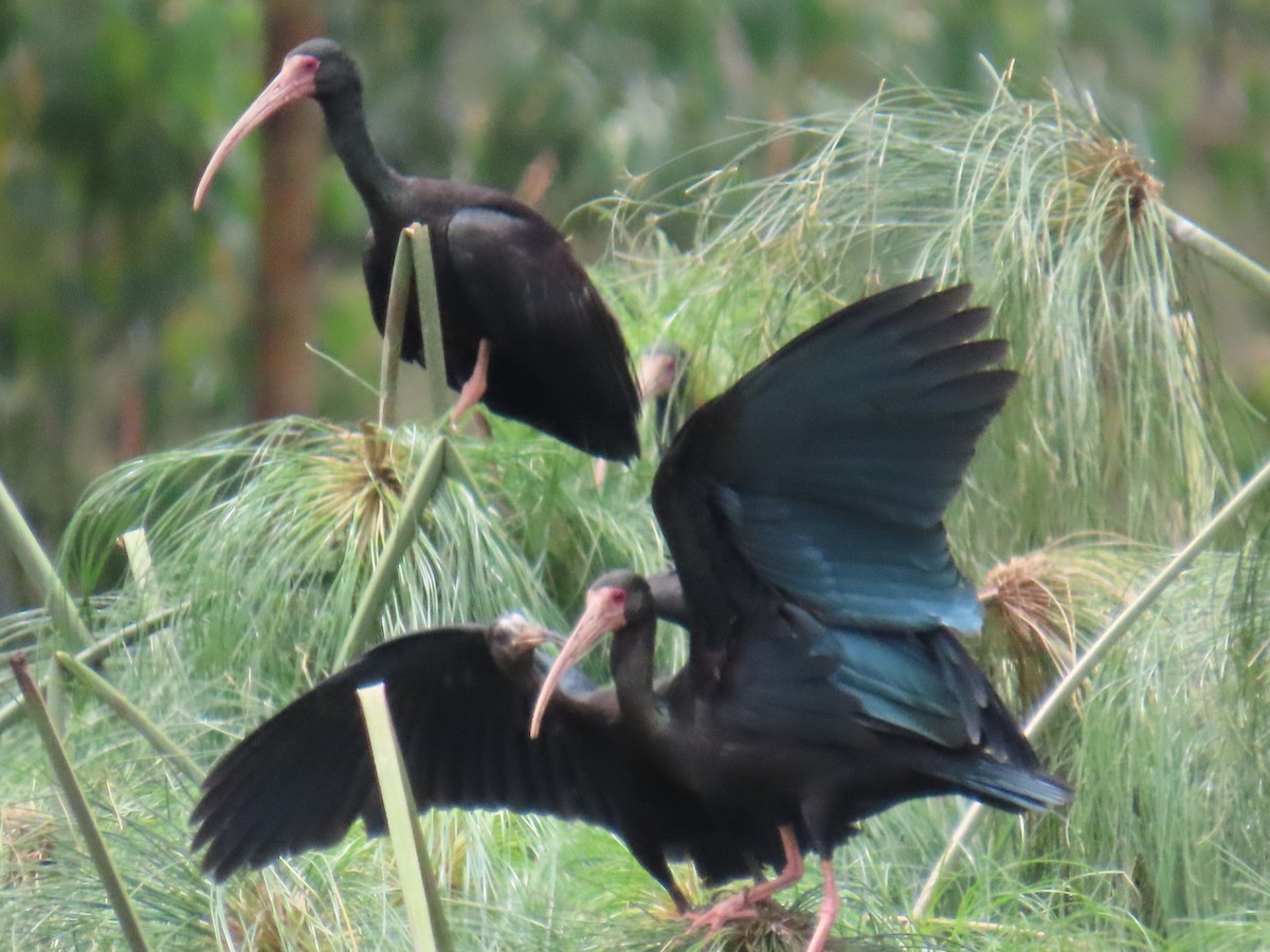 Bare-faced Ibis - ML622964054