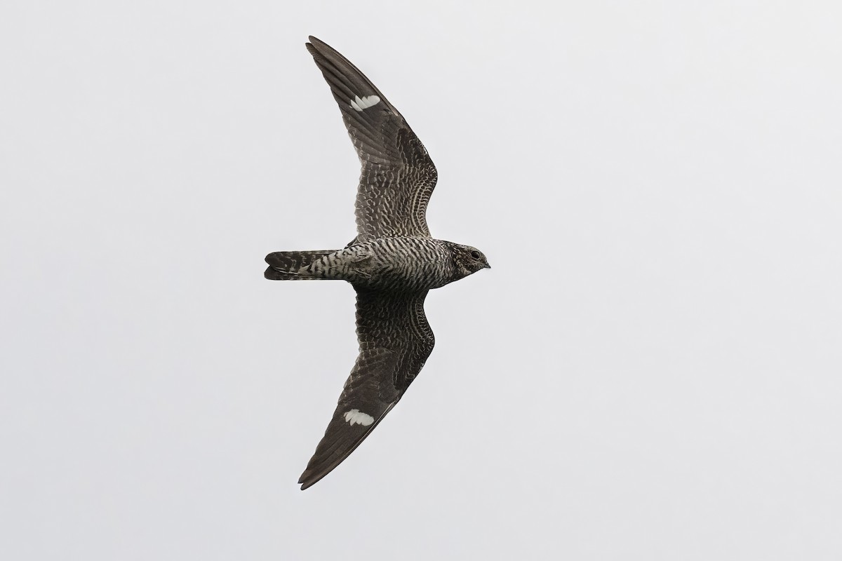 Common Nighthawk - Mitchell Goldfarb