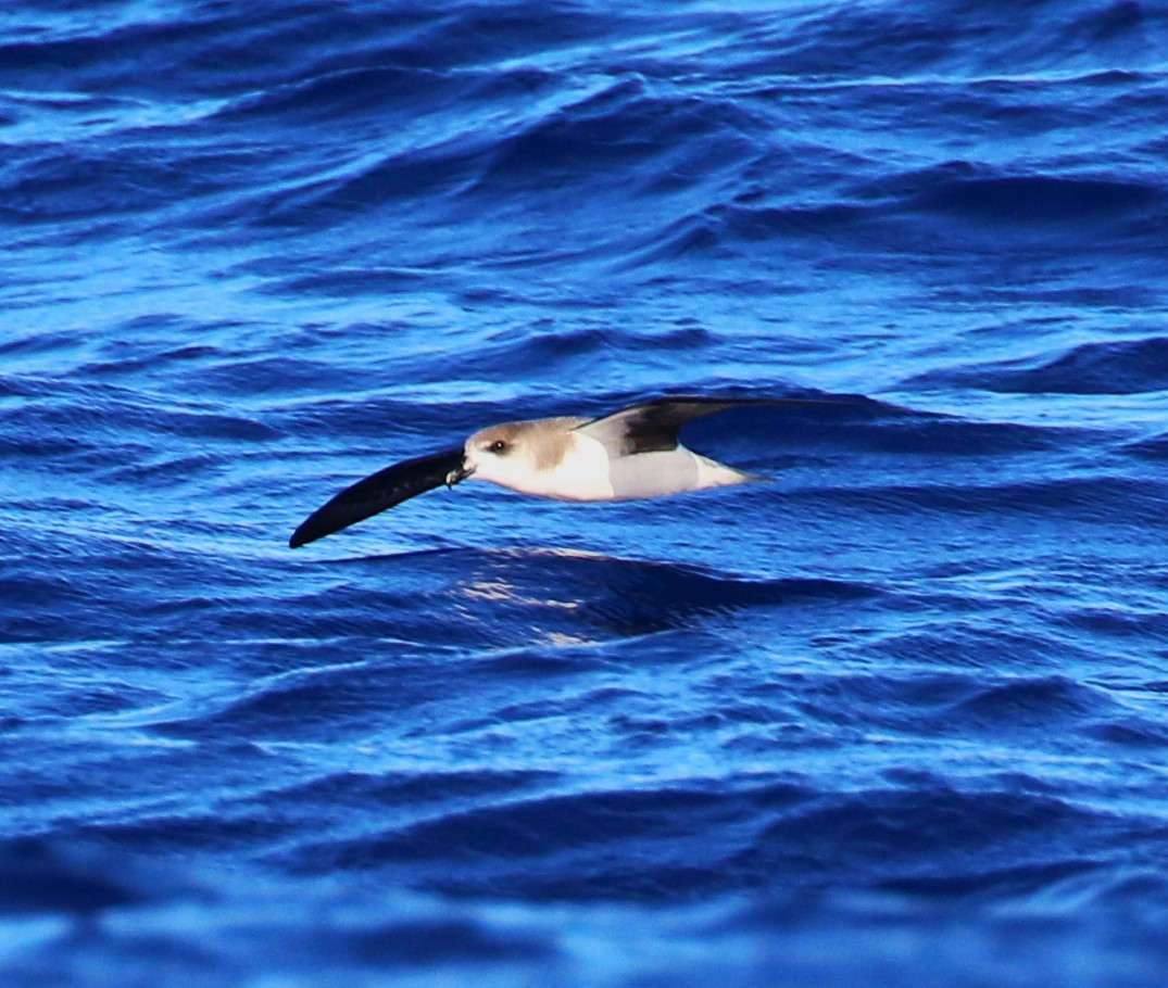 Zino's Petrel - ML622964183