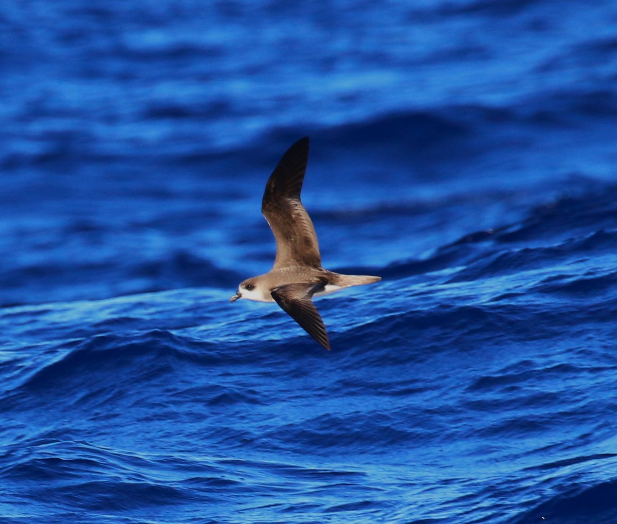 Zino's Petrel - ML622964184