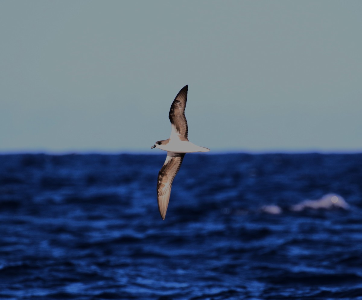 Zino's Petrel - ML622964185