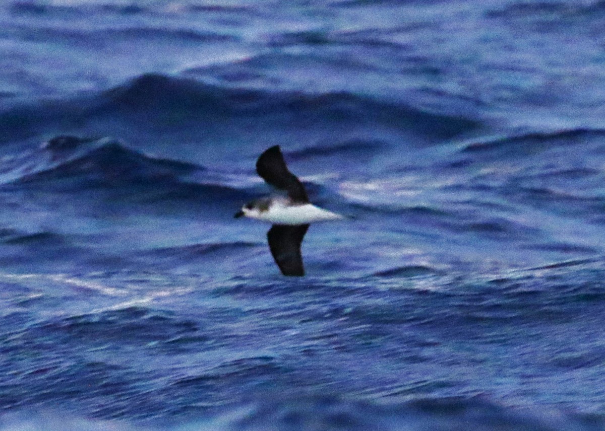 Zino's Petrel - ML622964186