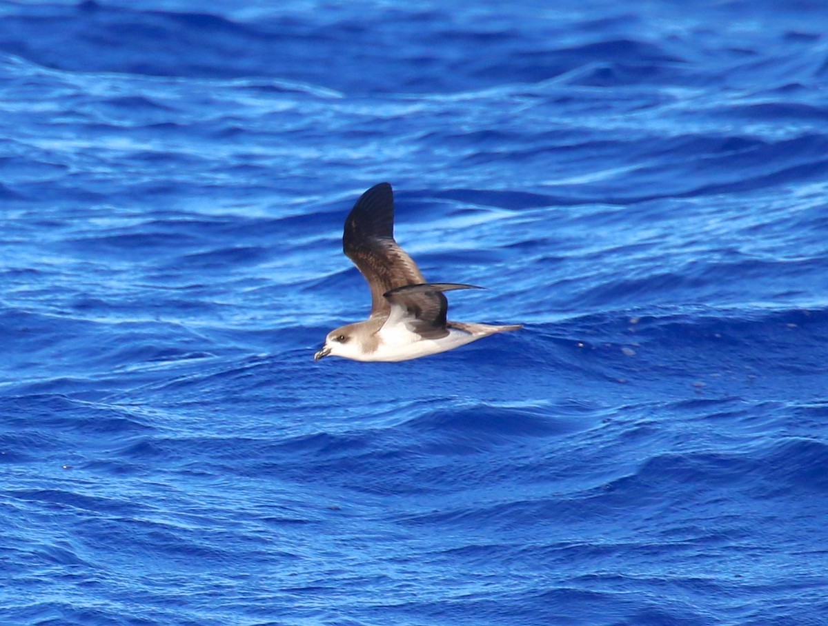 Zino's Petrel - ML622964187