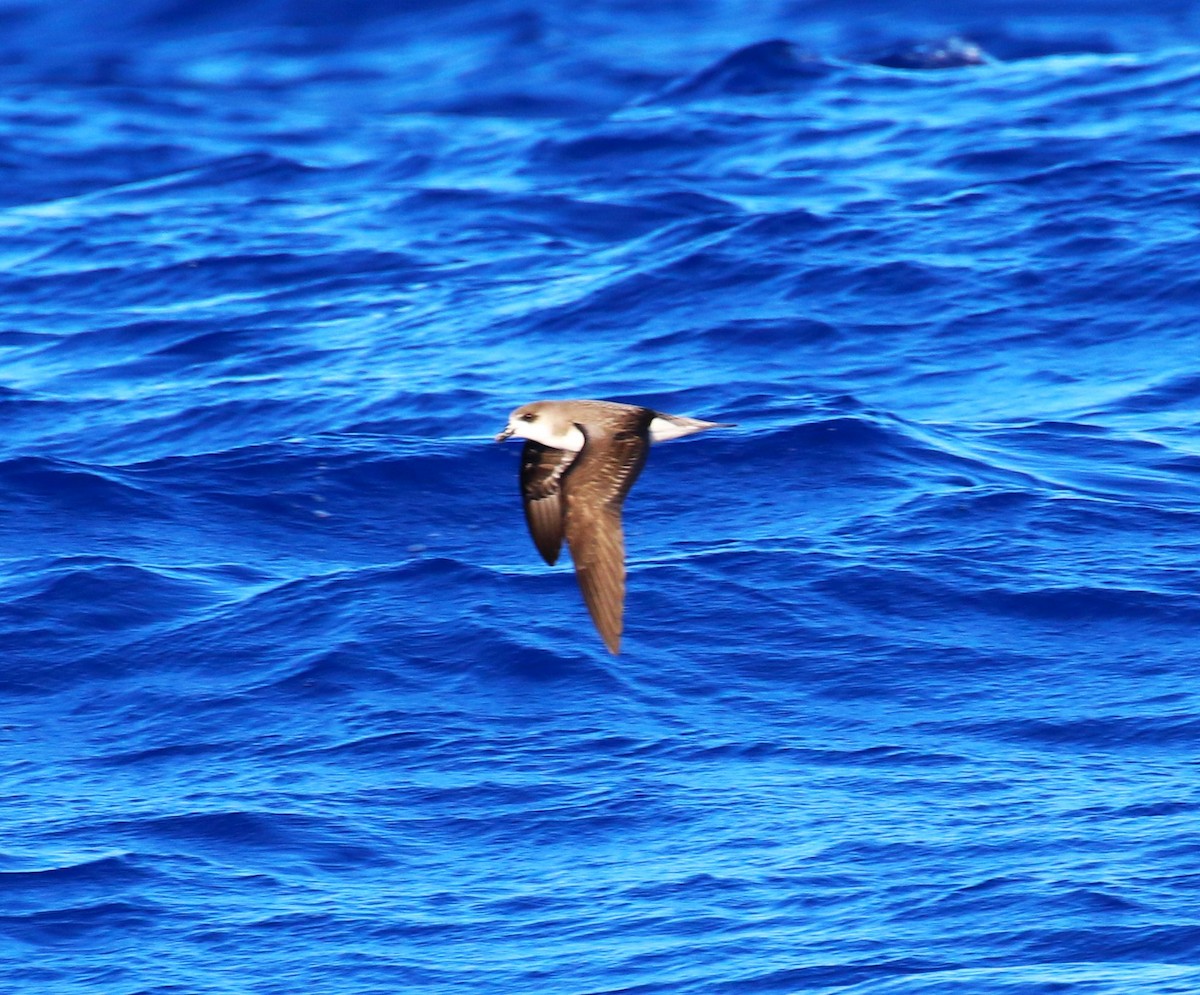 Zino's Petrel - ML622964189