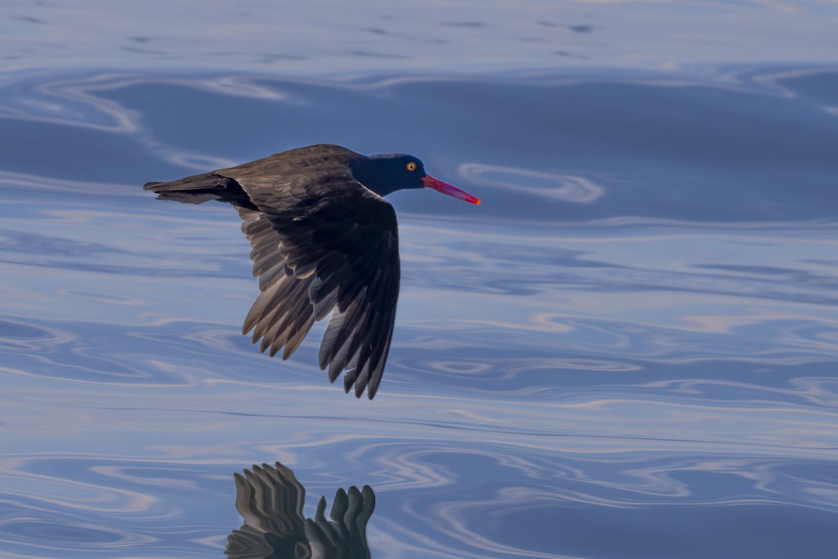 Black Oystercatcher - Eric Ellingson