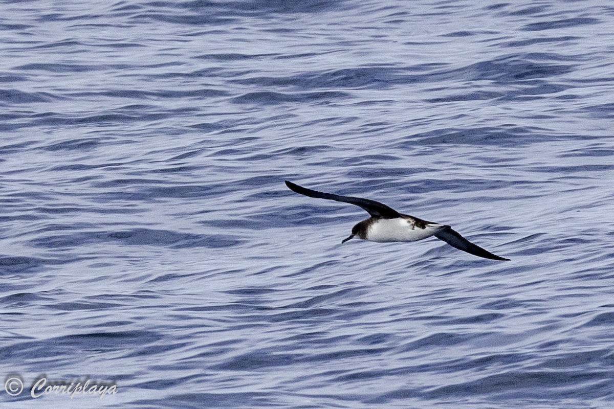 Hutton's Shearwater - Fernando del Valle