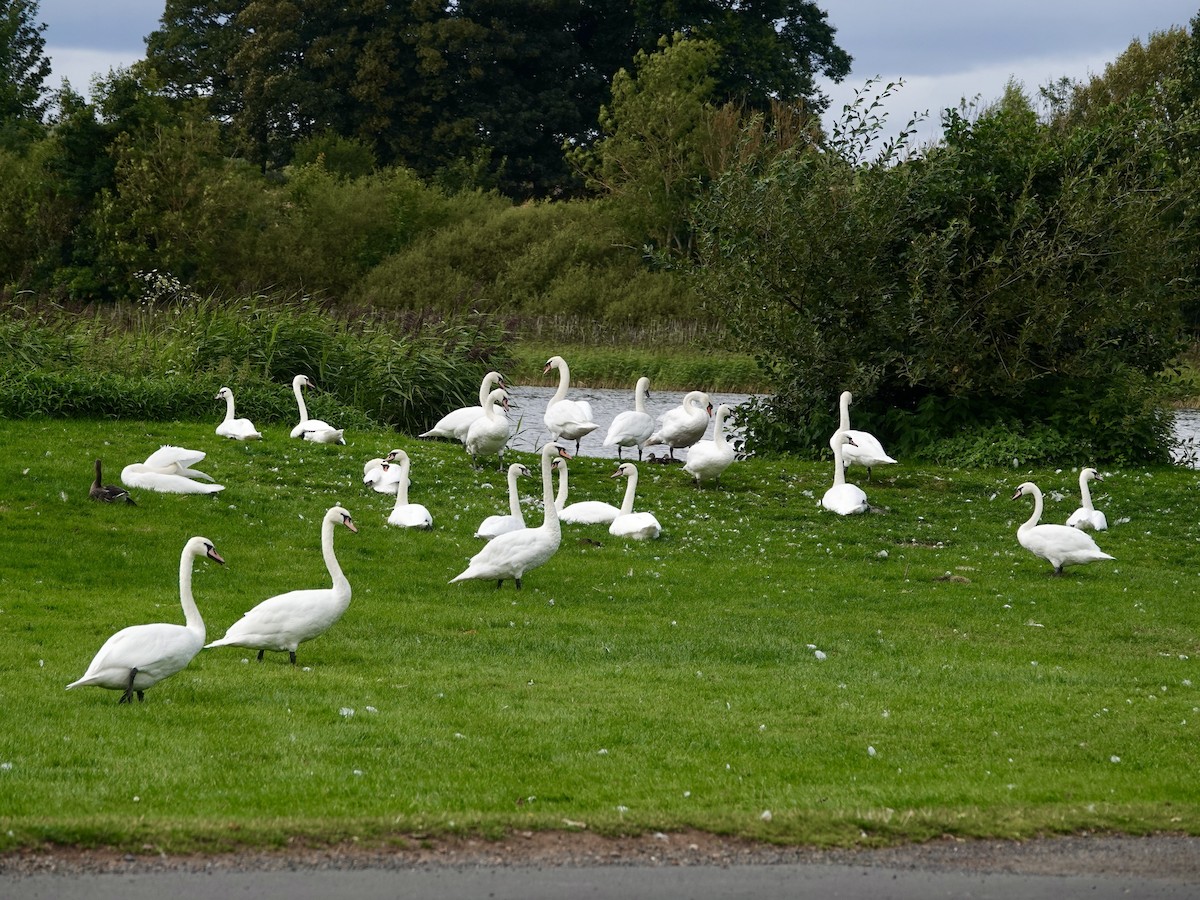 Cygne tuberculé - ML622964750