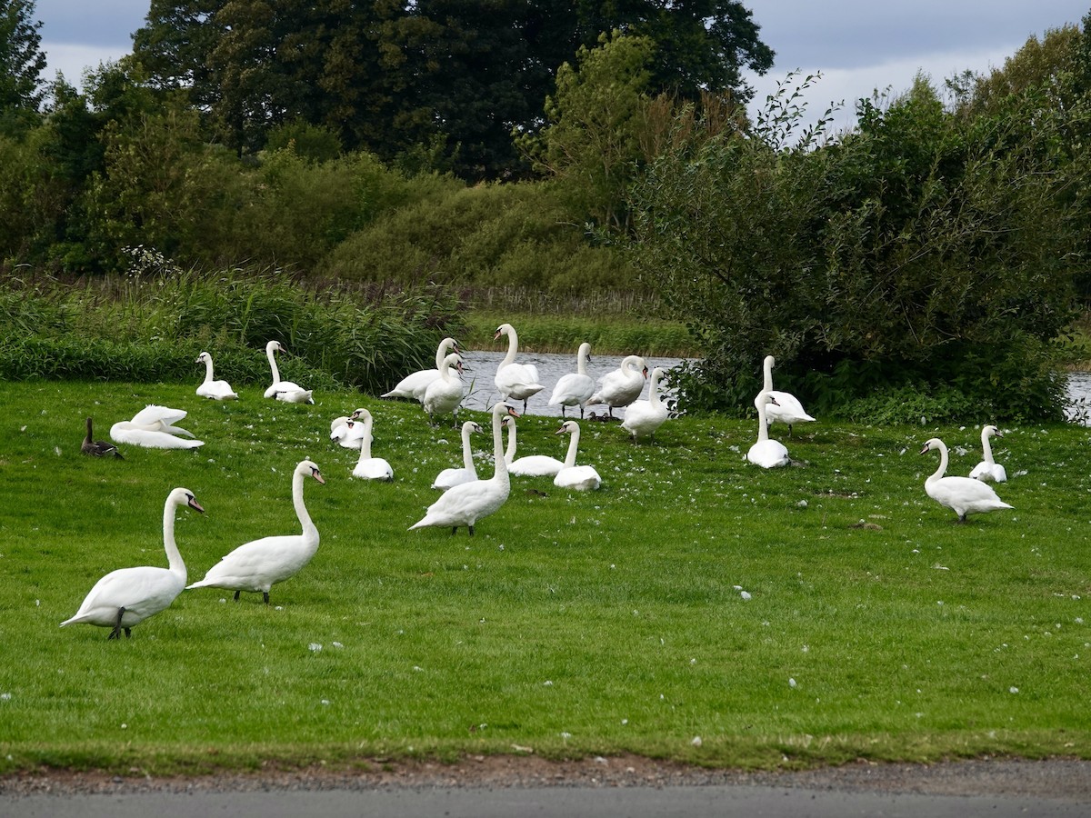 Mute Swan - ML622964750