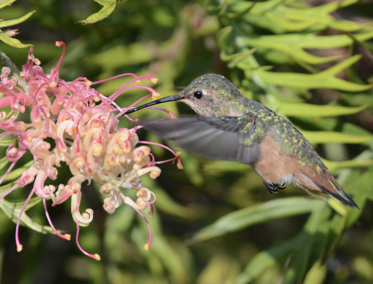 Colibri d'Allen - ML622964765