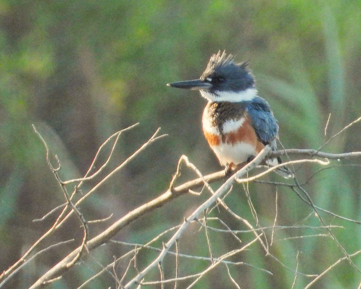 Belted Kingfisher - ML622964831
