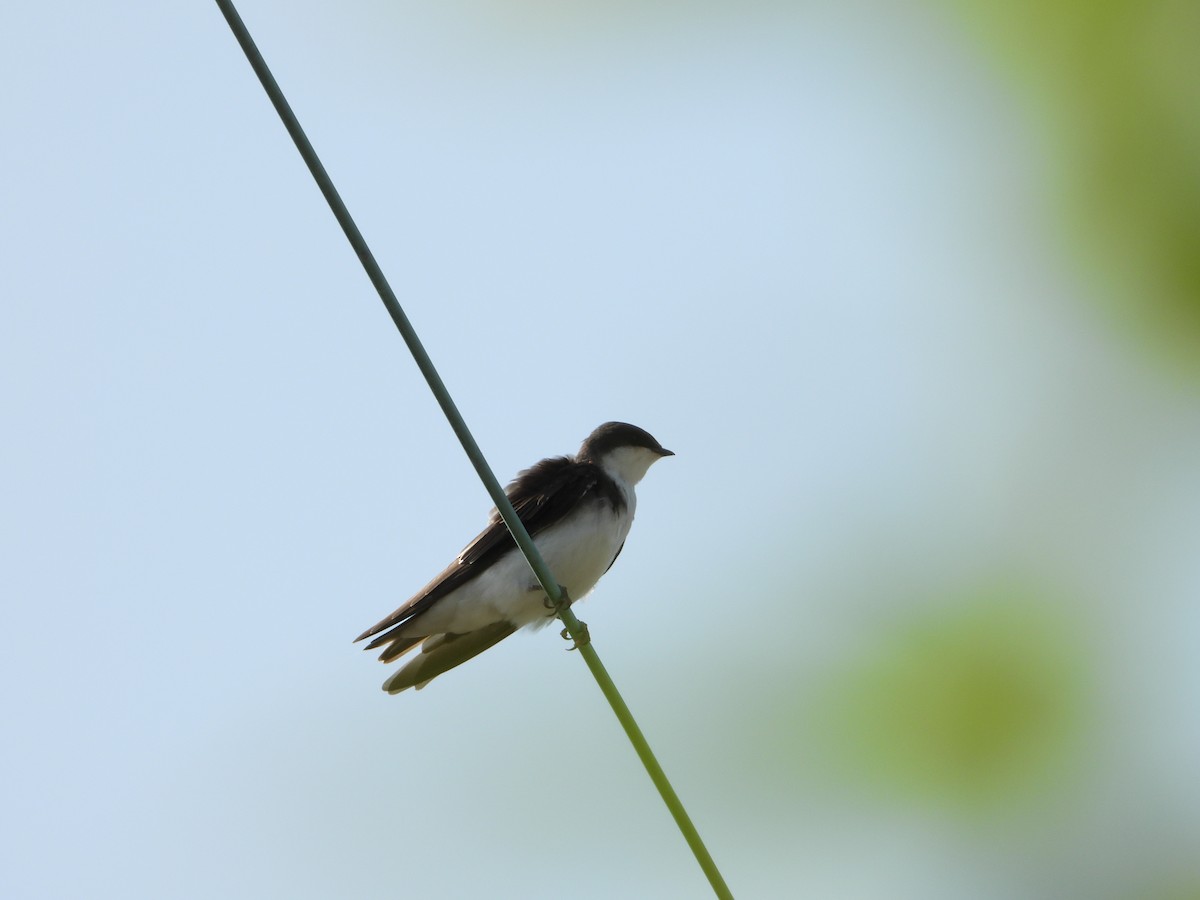 Tree Swallow - ML622964836