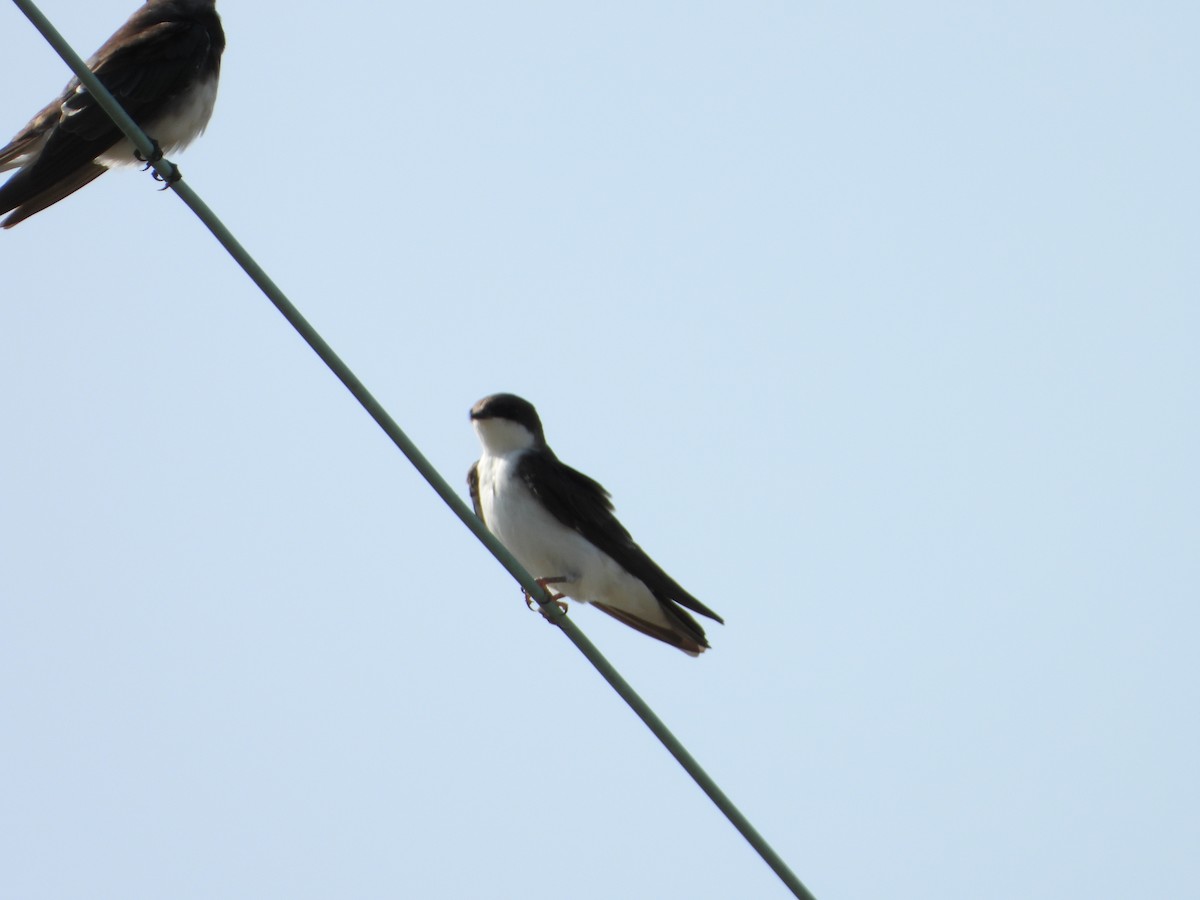 Tree Swallow - ML622964837