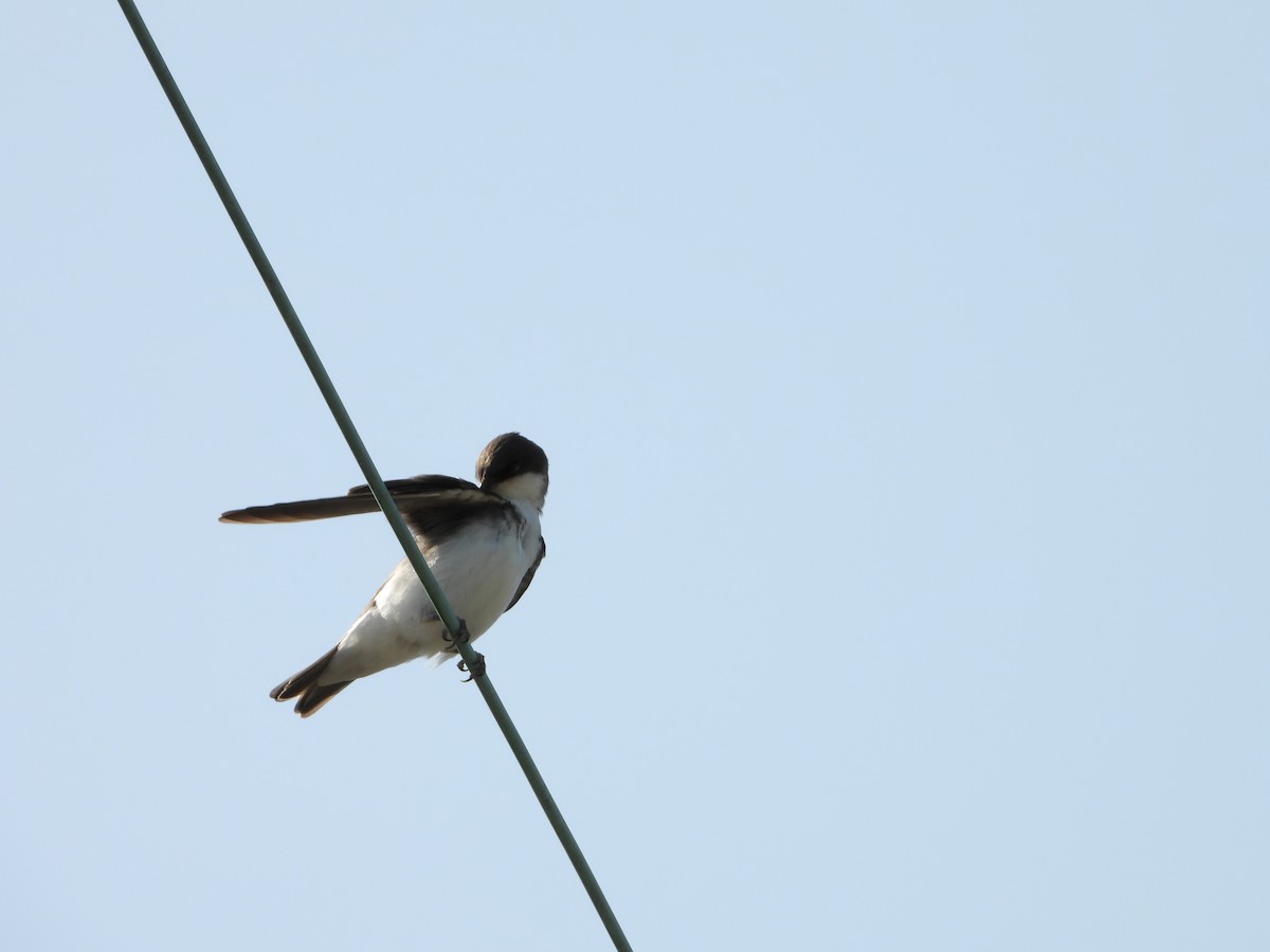 Tree Swallow - ML622964838
