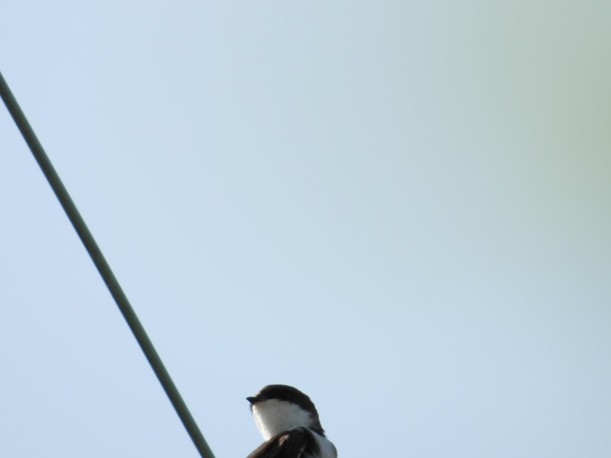 Tree Swallow - ML622964839