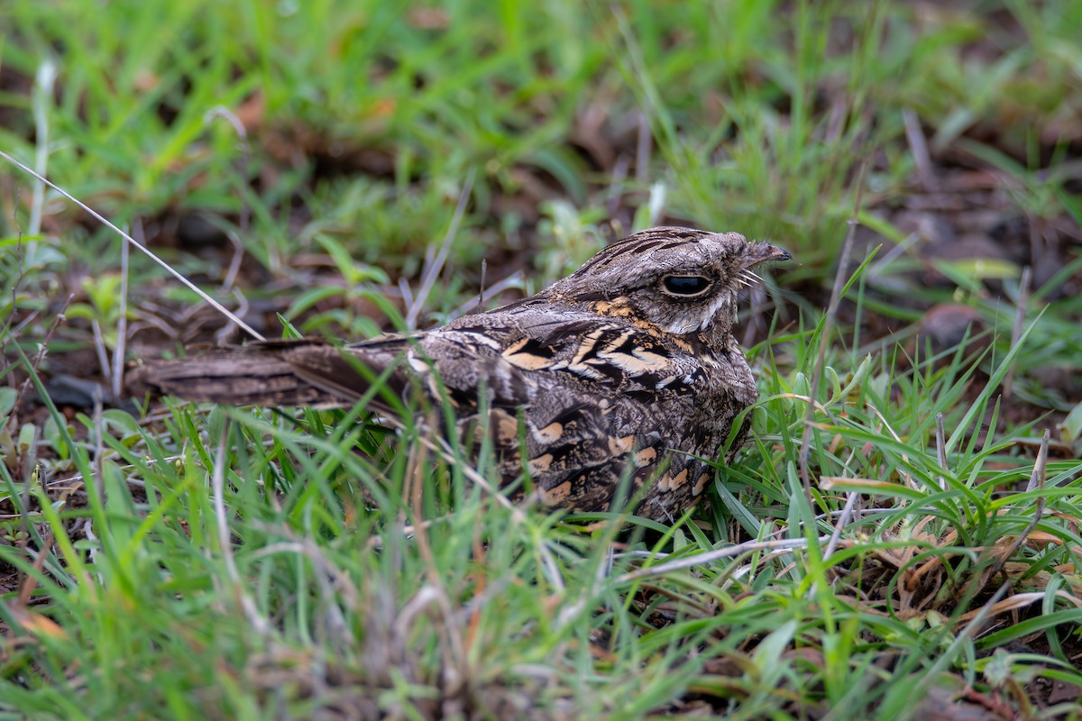 Indian Nightjar - ML622964846